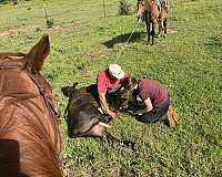 gelding