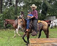 partners-gelding