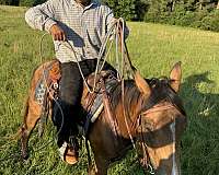 rope-horses-gelding