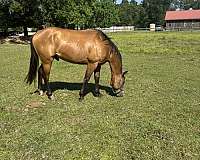 all-quarter-horse