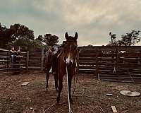 anyone-quarter-horse