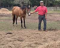 around-quarter-horse