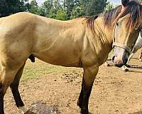 unspookable-quarter-horse
