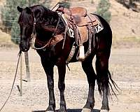 athletic-friesian-horse