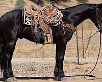 beginner-friesian-horse