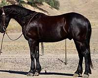 endurance-friesian-horse