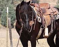 experienced-friesian-horse