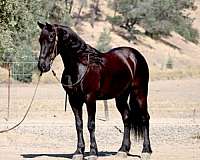 flashy-friesian-horse