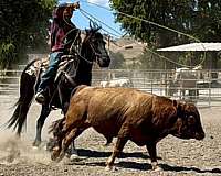 performance-friesian-horse