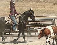 ranch-friesian-horse