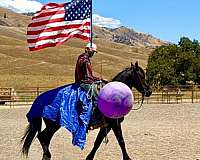 ranch-versatility-friesian-horse