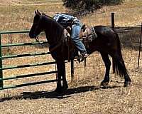 ranch-work-friesian-horse