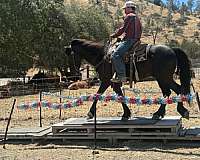 ridden-western-friesian-horse