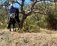 trail-friesian-horse