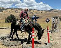 trail-riding-friesian-horse