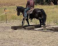 working-cattle-friesian-horse