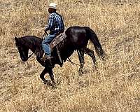 western-riding-friesian-horse