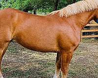 athletic-draft-horse