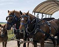 beginner-draft-horse
