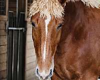 drill-team-draft-horse
