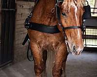 driving-draft-horse