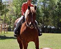 endurance-draft-horse