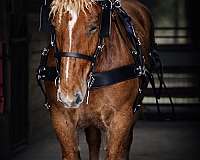 flashy-draft-horse