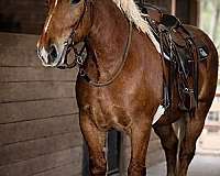 performance-draft-horse