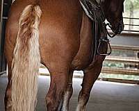 ridden-english-draft-horse
