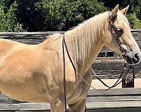 athletic-quarter-horse