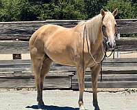 beginner-quarter-horse