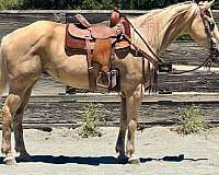 endurance-quarter-horse