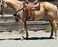 experienced-quarter-horse