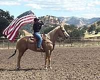 flashy-quarter-horse