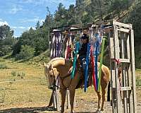 kid-safe-quarter-horse