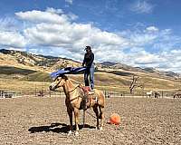 husband-safe-quarter-horse