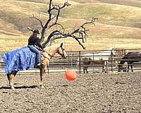 performance-quarter-horse