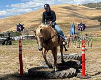 ranch-quarter-horse
