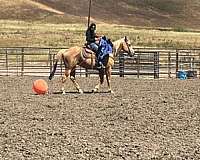 ranch-versatility-quarter-horse