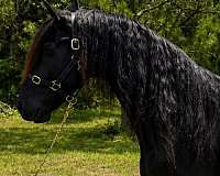 dressage-friesian-horse