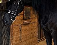 drill-team-friesian-horse