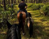 athletic-friesian-horse