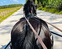 driving-friesian-horse