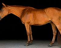 athletic-thoroughbred-horse