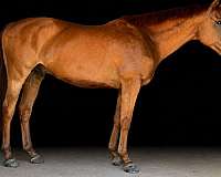 eventing-thoroughbred-horse