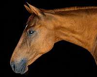 all-around-thoroughbred-horse
