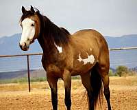 athletic-paint-horse