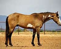 beginner-paint-horse