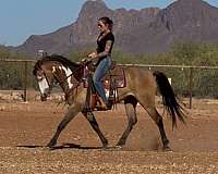 endurance-paint-horse