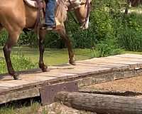 husband-safe-paint-horse